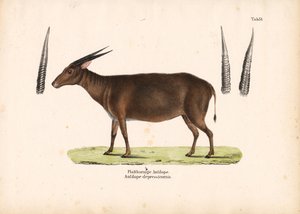 Fladhornet antilope af Conrad Kull