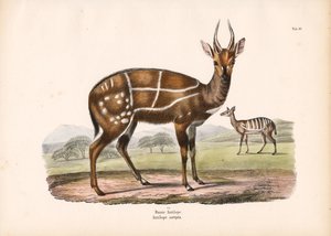 Udnyttet antilope med unge