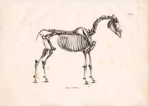 Skelet af hest af Conrad Kull