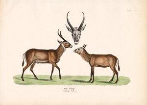 Koba Antilope af Conrad Kull