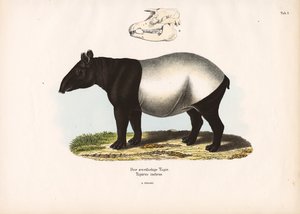 Malaysisk tapir af Conrad Kull