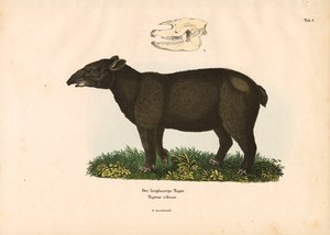 Bjerg-tapir af Conrad Kull