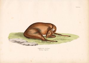 Ogilbys dykker i hvileposition af Conrad Kull