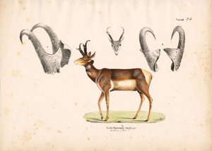Pronghorn-antilope med illustrationer af horn af Conrad Kull
