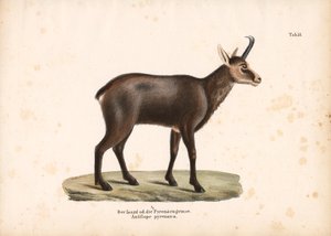 Pyrenæisk gemse eller isard