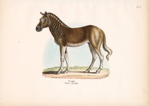 Quagga af Conrad Kull