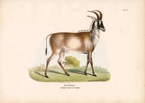 Roan-antilope af Conrad Kull