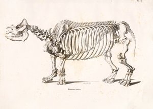 Skelettet af det indiske næsehorn