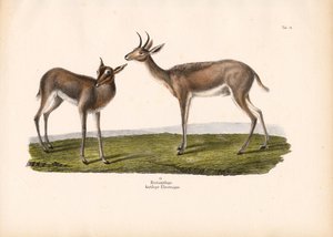 Sydlig rørbuk af Conrad Kull