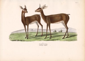 Stenbukken af Conrad Kull