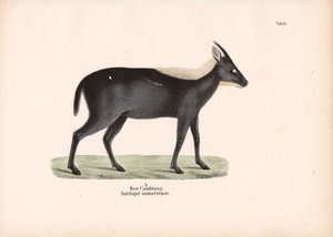 Den sumatraiske serow