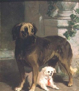 En Mastiff og en Bichon af Conradyn Cunaeus