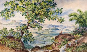 Studie af brødfrugttræ, Allegalla Peak
