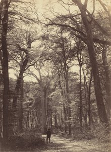 Skovscene, ca. 1865.