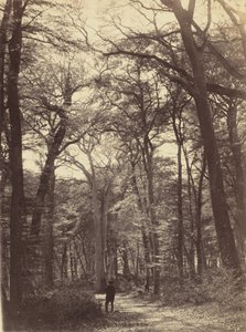 Skovscene, ca. 1865 (foto)