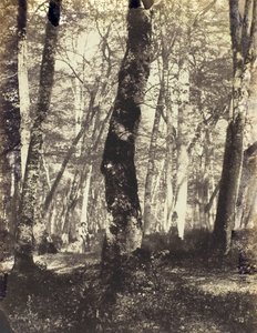 Studie i Barbizon-skoven, 186069.