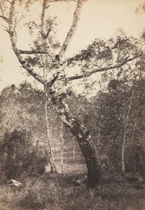 Studie af et birketræ, Barbizon