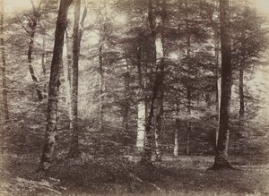 Uden titel The Forest of Fontainbleau, ca. 1874.