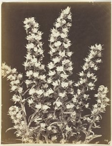 Uden titel [blomstrende plante], ca. 1870.