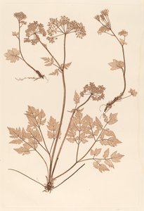 Chaerophyllum hirsistum af Constetin von Ettinghausen and Alois Pokorny