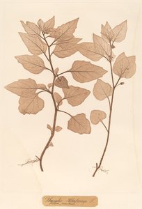 Physalis Alkekengi af Constetin von Ettinghausen and Alois Pokorny