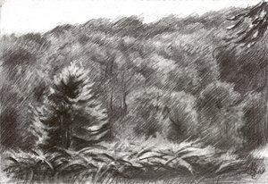 Tegning af en fyrreskov af Corné Akkers
