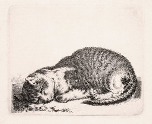 Sovende kat, ca. 1607-81 af Cornelis Saftleven
