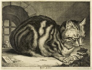 Den store kat af Cornelis Visscher