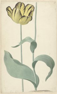 Af tulp Bizard Louis d