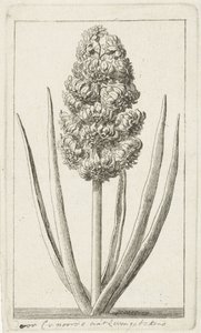 Hyacint af Cornelis van Noorde
