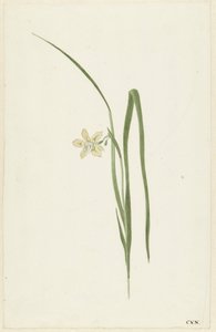 Iris af Cornelis van Noorde