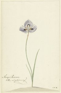 Iris af Cornelis van Noorde