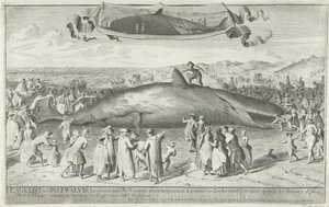 Spermhval strandede ved Egmond aan Zee, 1764 Cagelot eller Potwhale, lang omkring 60 fod, lige nord for Egmond op Zee Strandet i live den 15. Feruary 1764. den 1. Marts der i Auktion Solgt for 810 Guldens (titel på objekt) af Cornelis van Noorde