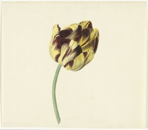 Tulp kaldte Bizard den romerske pave af Cornelis van Noorde