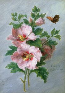Hibiscus mod en marmorkant