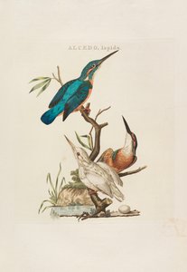 Hollandske fugle: Ifølge deres husstand, Aert og karakteristika, 1770-1829. af Cornelius Nozeman
