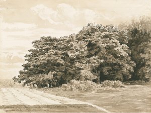Wrottesley Hall - The Shrubbery: sepia drawing, 1820dani af Cornelius Varley