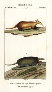 Aardvark og kæmpe bæltedyr af Corsi Corsi