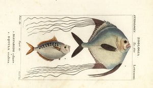 Afrikansk pompano, Alectis ciliaris, Blepharis ciliaris, Blefaride ciliare 1 og hestefisk, Poulain ruse, Leiognathus equulus 2 af Corsi Corsi