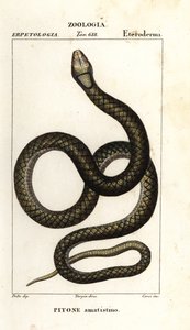 Amethystin python, Simalia amethistina af Corsi Corsi