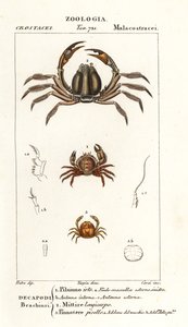 Børstekrabbe, Pilumnus hirtellus 1, lyseblå soldaterkrabbe, Mictyris longicarpus 2, ærtekrabbe, Pinnotheres pisum 3 af Corsi Corsi