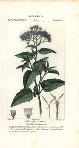 Sommerfugletåge, Ageratum corymbosum af Corsi Corsi