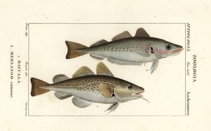 Torskefisk, Gadus morhua, Baccala 1 og hvilling, Merlangius merlangus, Merlango comune 2 af Corsi Corsi