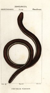 Almindelig gulbåndet caecilian, Ichthyophis glutinosus af Corsi Corsi