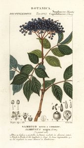 Europæisk sort hyldebær, Sambucus nigra, sort eller almindelig hyldebær af Corsi Corsi