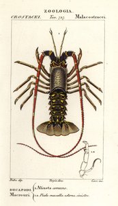 Europæisk jomfruhummer, Palinurus elephas af Corsi Corsi
