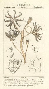 Uddøde crinoid Encrinus, Encrino dEuropa af Corsi Corsi