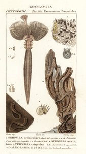 Vifteorm, Serpula vermicularis 1, polychaete orm, Spirorbis corrugatus 2, rørbyggende annelidorm, Spirobranchus triqueter 3 og Galeolaria caespitosa 4 af Corsi Corsi