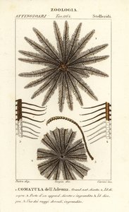 Feather star crinoid, Oligometrides adeonae, Comatula adeonae, Comatula dellAdeona af Corsi Corsi