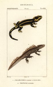 Ildsalamander, Salamandra salamandra 1 og stor vandsalamander, Triturus cristatus (kritisk truet) 2